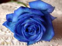 Pantallazo Rosa azul