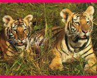 Pantallazo Tigres de Bengala
