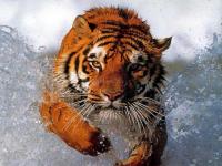 Pantallazo Tigre nadando