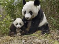 Pantallazo Mamá panda