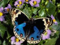 Foto Graceful Butterflies Free Screensaver