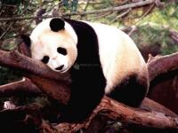 Pantallazo Oso panda durmiendo