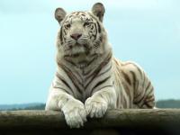 Pantallazo Tigre albino