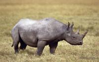 Pantallazo Rinoceronte africano