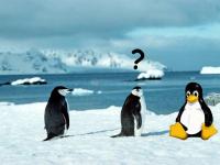 Pantallazo Confused Penguin