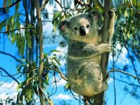 Pantallazo Koala