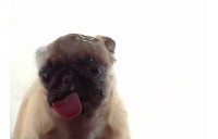 Pantallazo Licking Dog Screen Clean