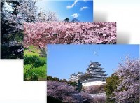 Foto Flores cerezos japoneses