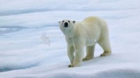 Pantallazo Polar Bears