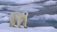 Foto Polar Bears