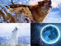 Pantallazo Howling Wolves Animated Wallpaper