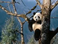 Pantallazo Oso Panda en el Árbol