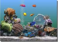 Foto SereneScreen Marine Aquarium